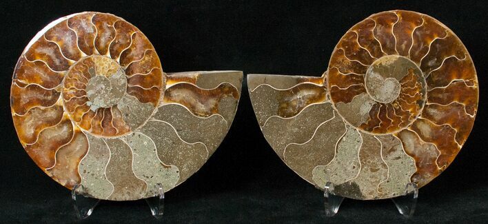 Polished Ammonite Pair - Million Years #15890